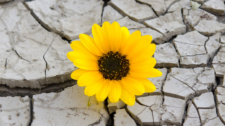 The Version of You Who Survived Is Not the One Who Has to Lead